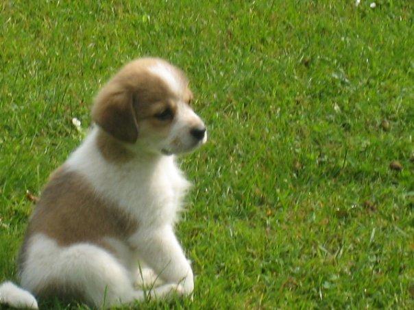 Blanding af racer Beagle/Japansk Spids-Futte - Lille Futte billede 8