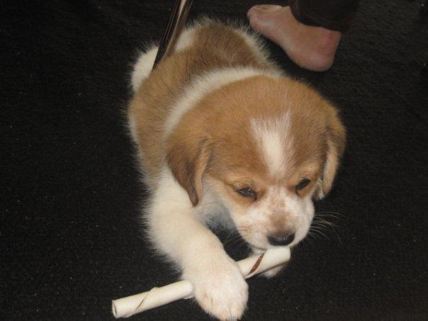 Blanding af racer Beagle/Japansk Spids-Futte - Han har altid elsket mad ;) billede 23