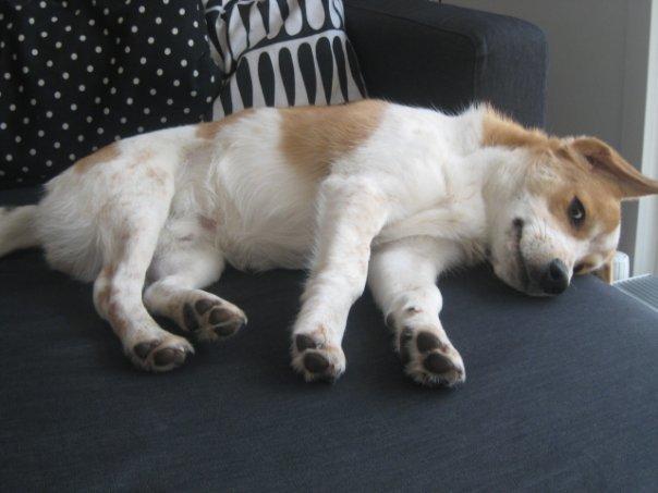 Blanding af racer Beagle/Japansk Spids-Futte billede 24