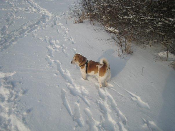 Blanding af racer Beagle/Japansk Spids-Futte billede 26