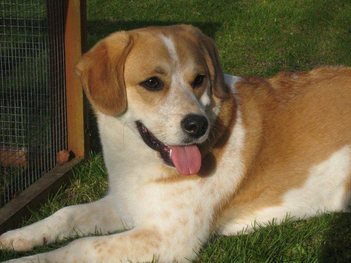 Blanding af racer Beagle/Japansk Spids-Futte - Så Dejlig ;) billede 18