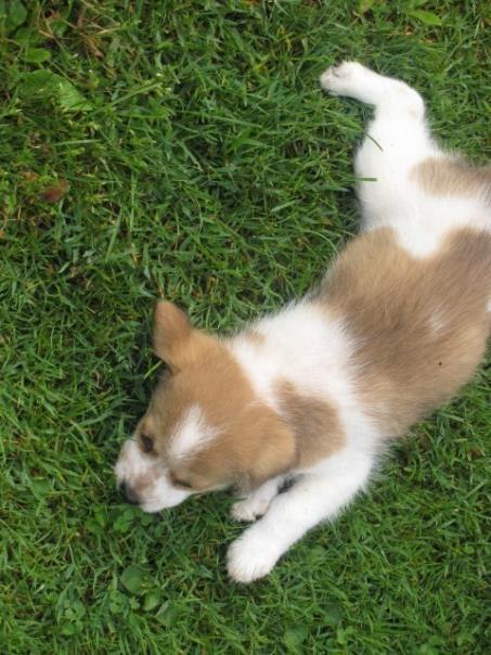 Blanding af racer Beagle/Japansk Spids-Futte - Futte hjemme i haven :) billede 21