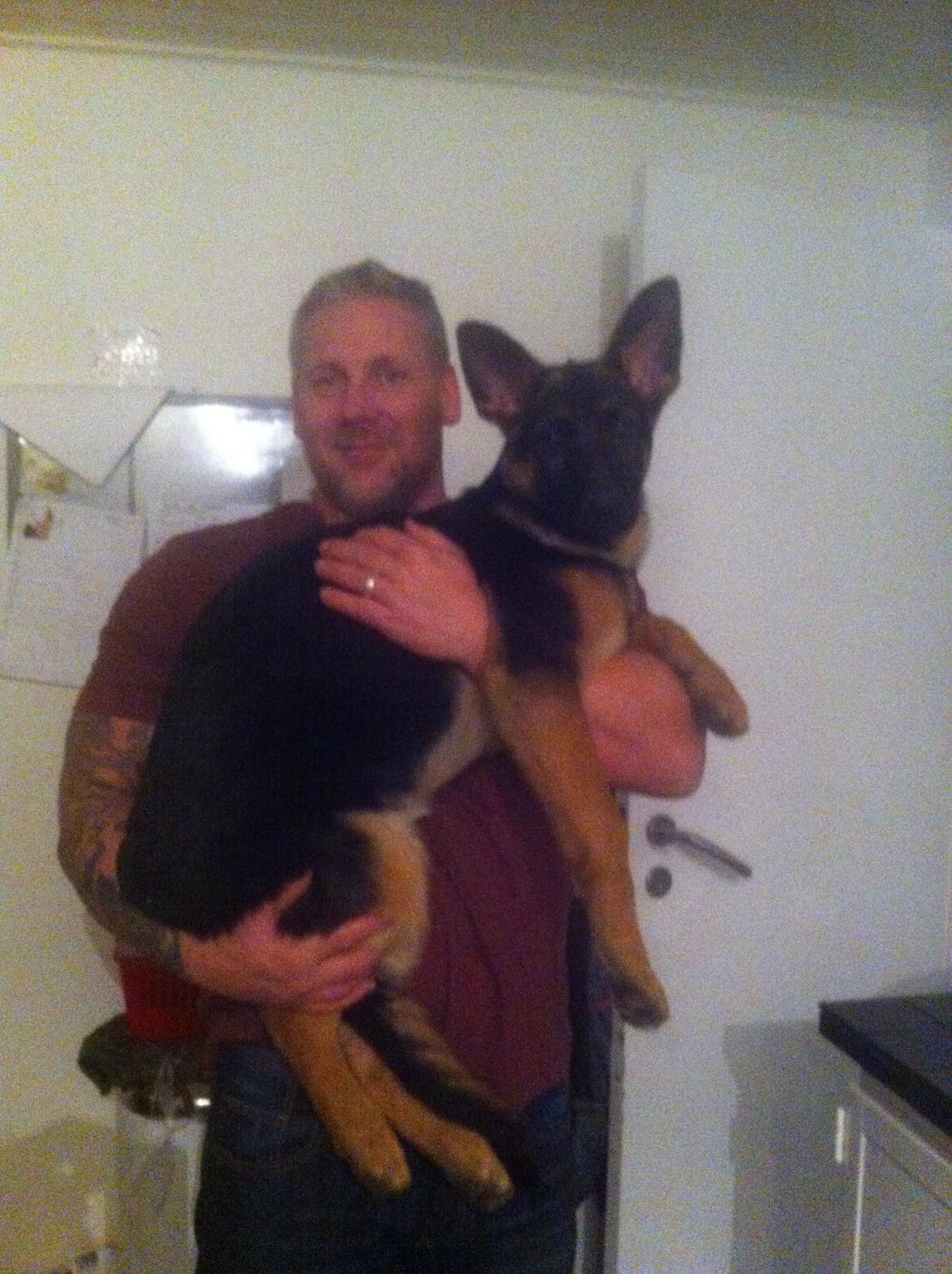 Schæferhund Bella billede 3