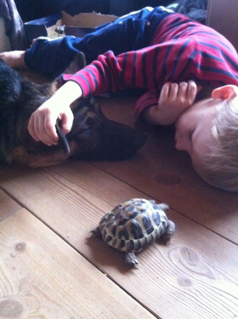 Schæferhund Bella billede 4