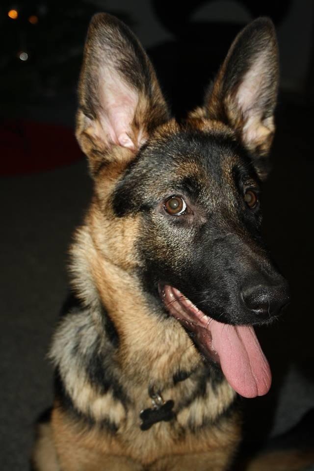 Schæferhund Bella billede 5