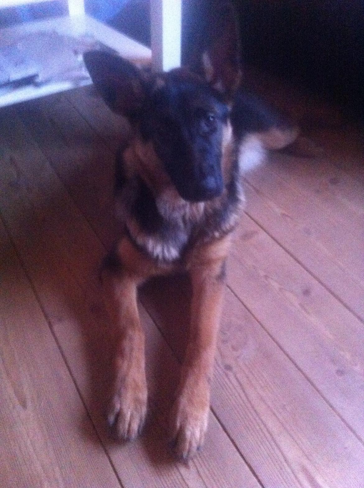 Schæferhund Bella billede 6