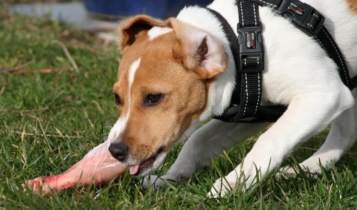 Dansk svensk gaardhund Sørøver Zallie - Nam nam, som 4 mdr. har Zallie fået sit første rå kyllingelår.. billede 22