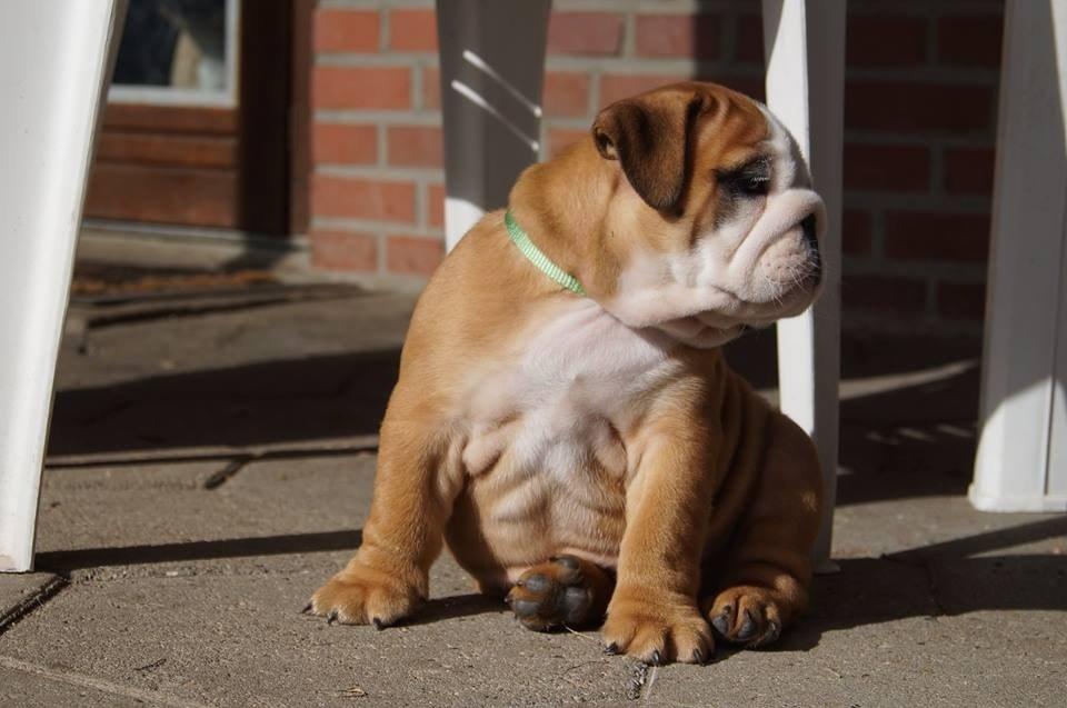 Engelsk bulldog Buddha billede 5