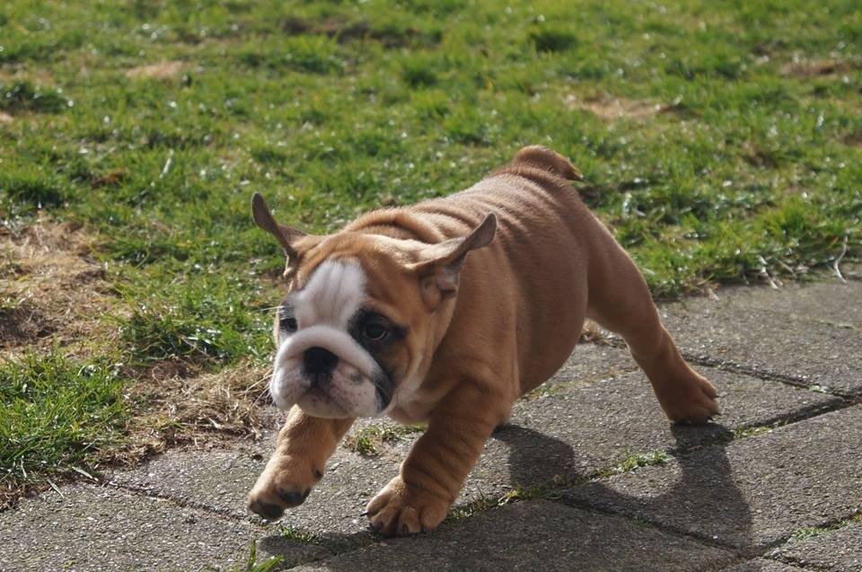 Engelsk bulldog Buddha billede 14