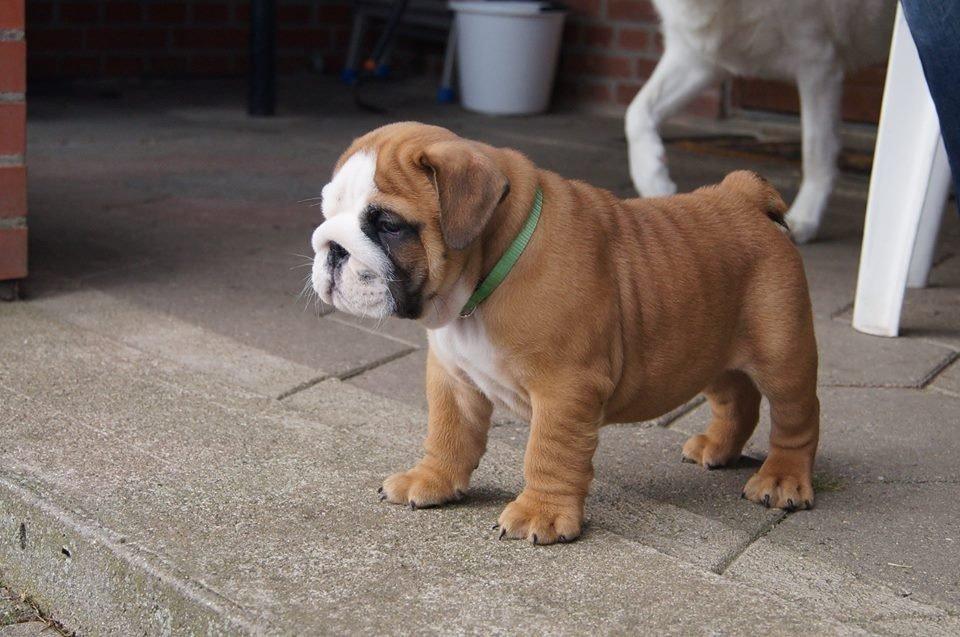 Engelsk bulldog Buddha billede 15