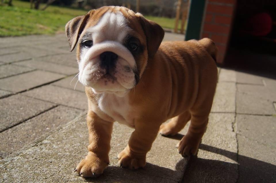 Engelsk bulldog Buddha billede 7