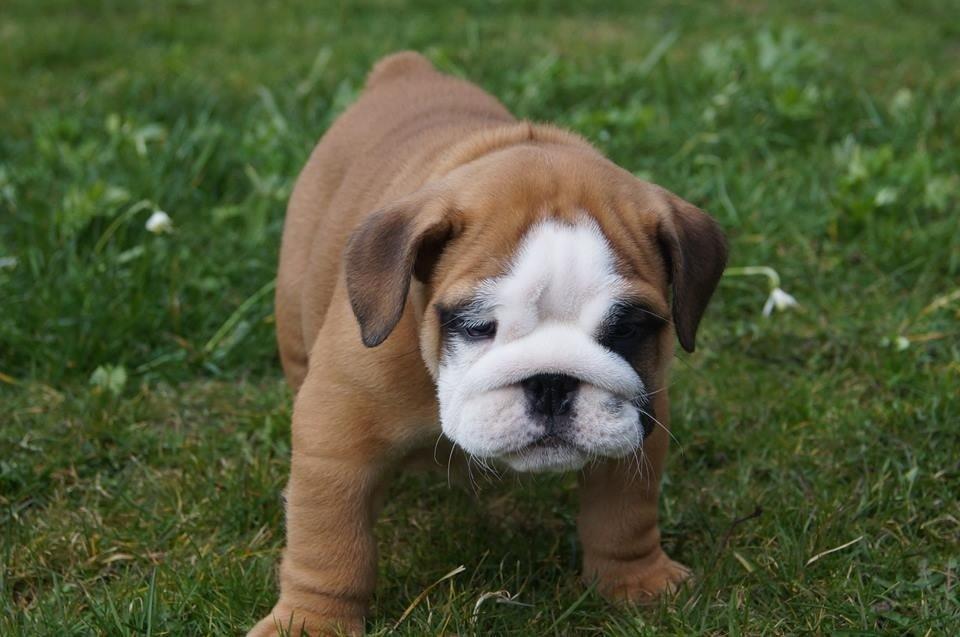 Engelsk bulldog Buddha billede 16