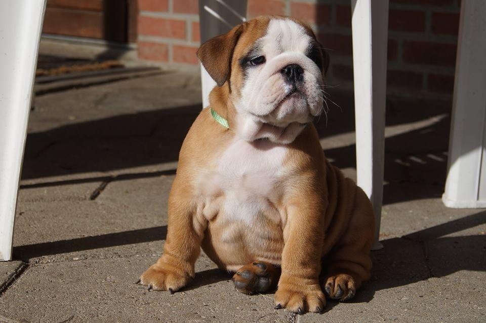 Engelsk bulldog Buddha billede 1