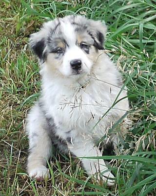 Australian shepherd Aston billede 7
