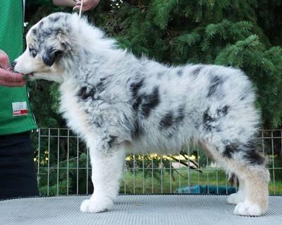 Australian shepherd Aston - 8 uger billede 8