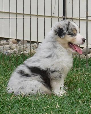 Australian shepherd Aston - 6 uger billede 5