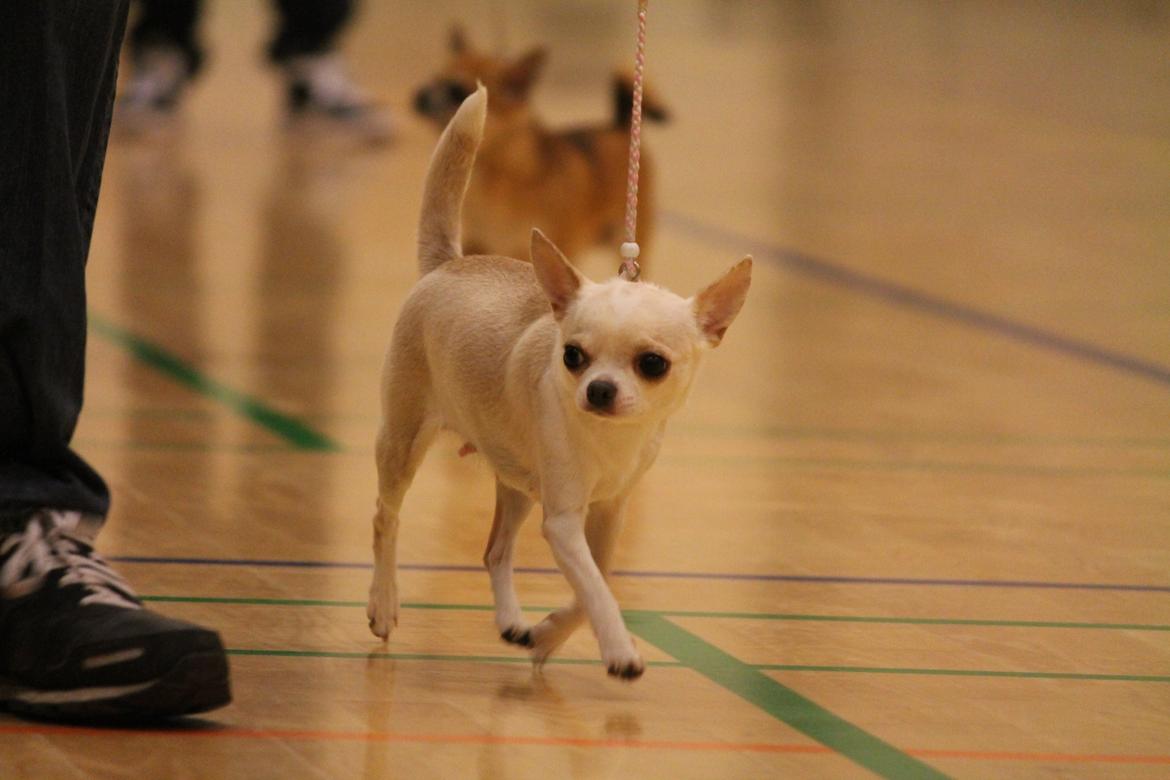 Chihuahua Imperial Luxury Belladonna - Donna - 16 marts 2014 billede 16