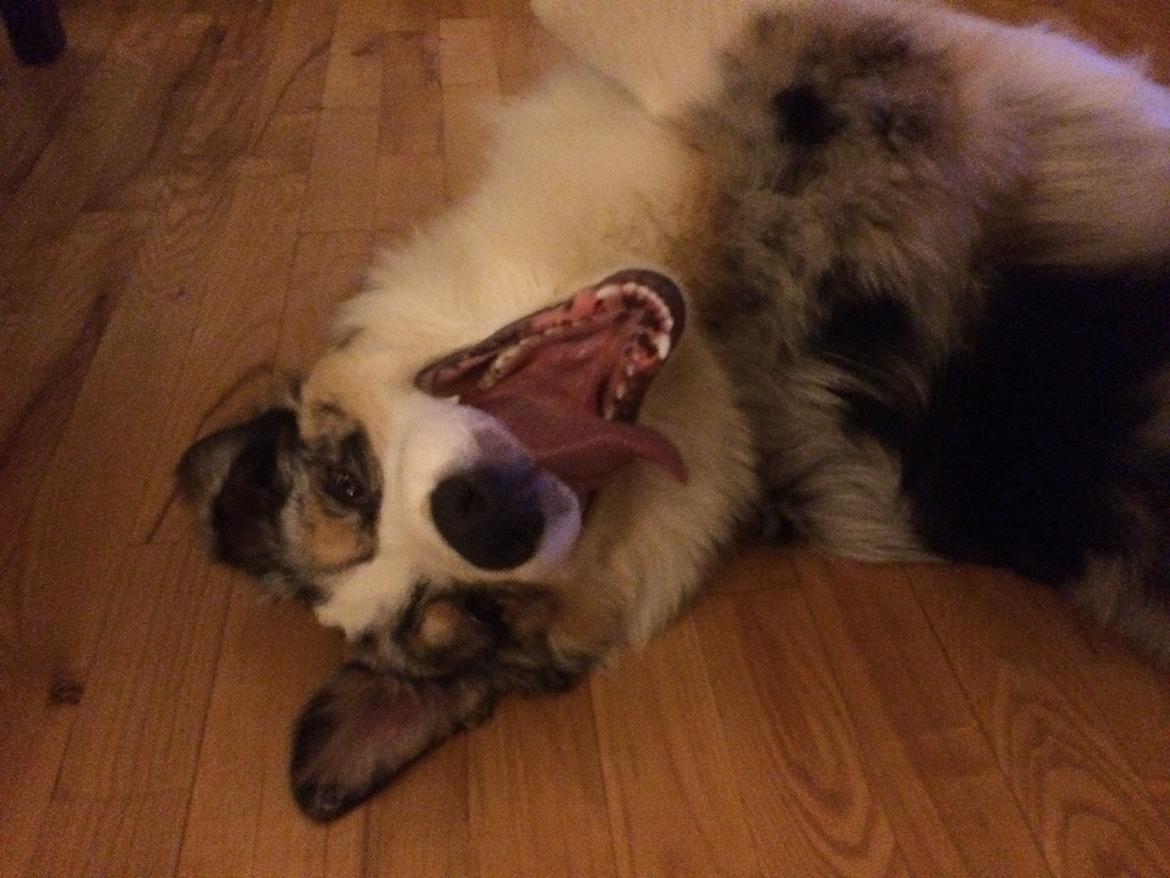 Australian shepherd Aston billede 13