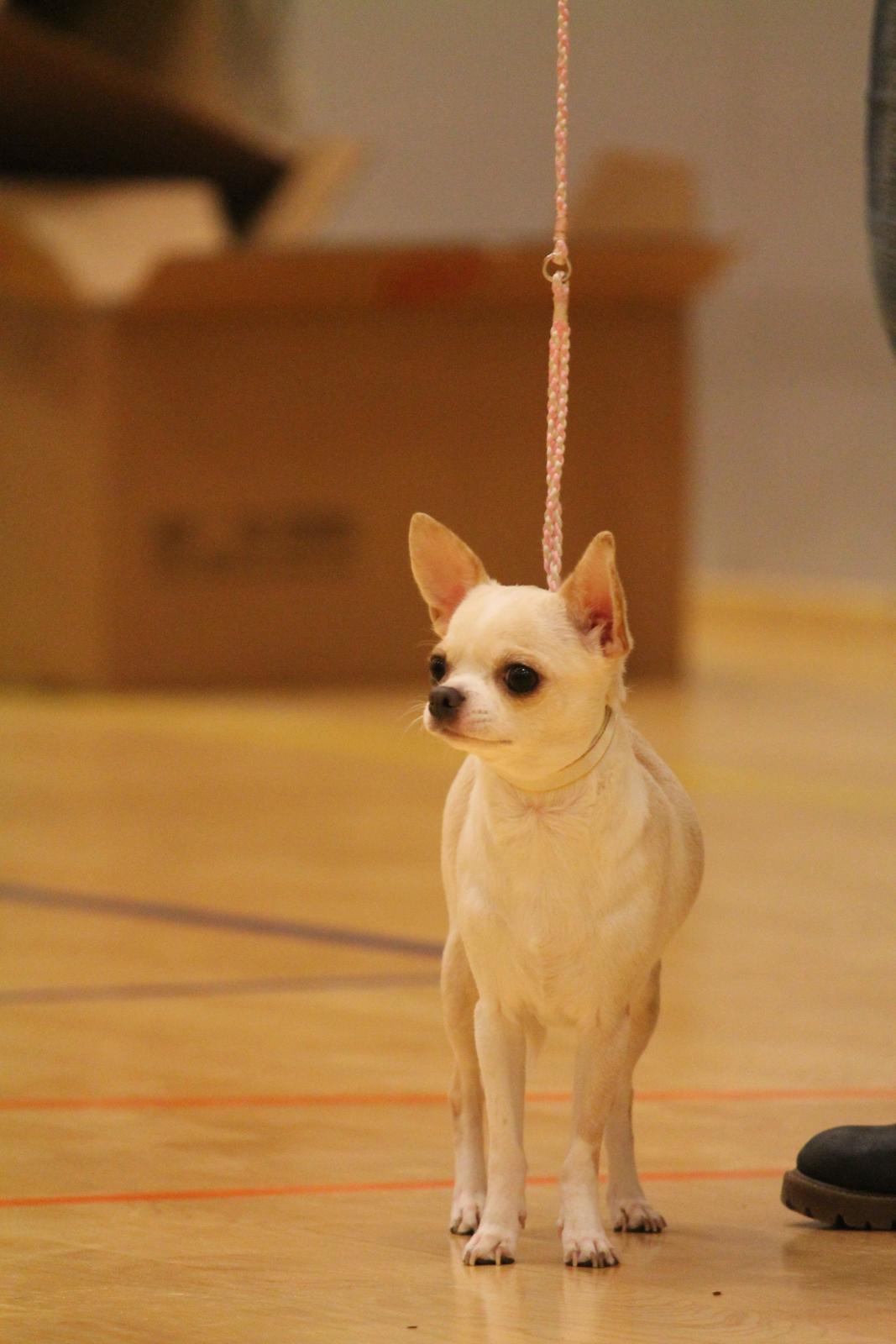 Chihuahua Imperial Luxury Belladonna - Donna - 16 marts 2014 billede 11