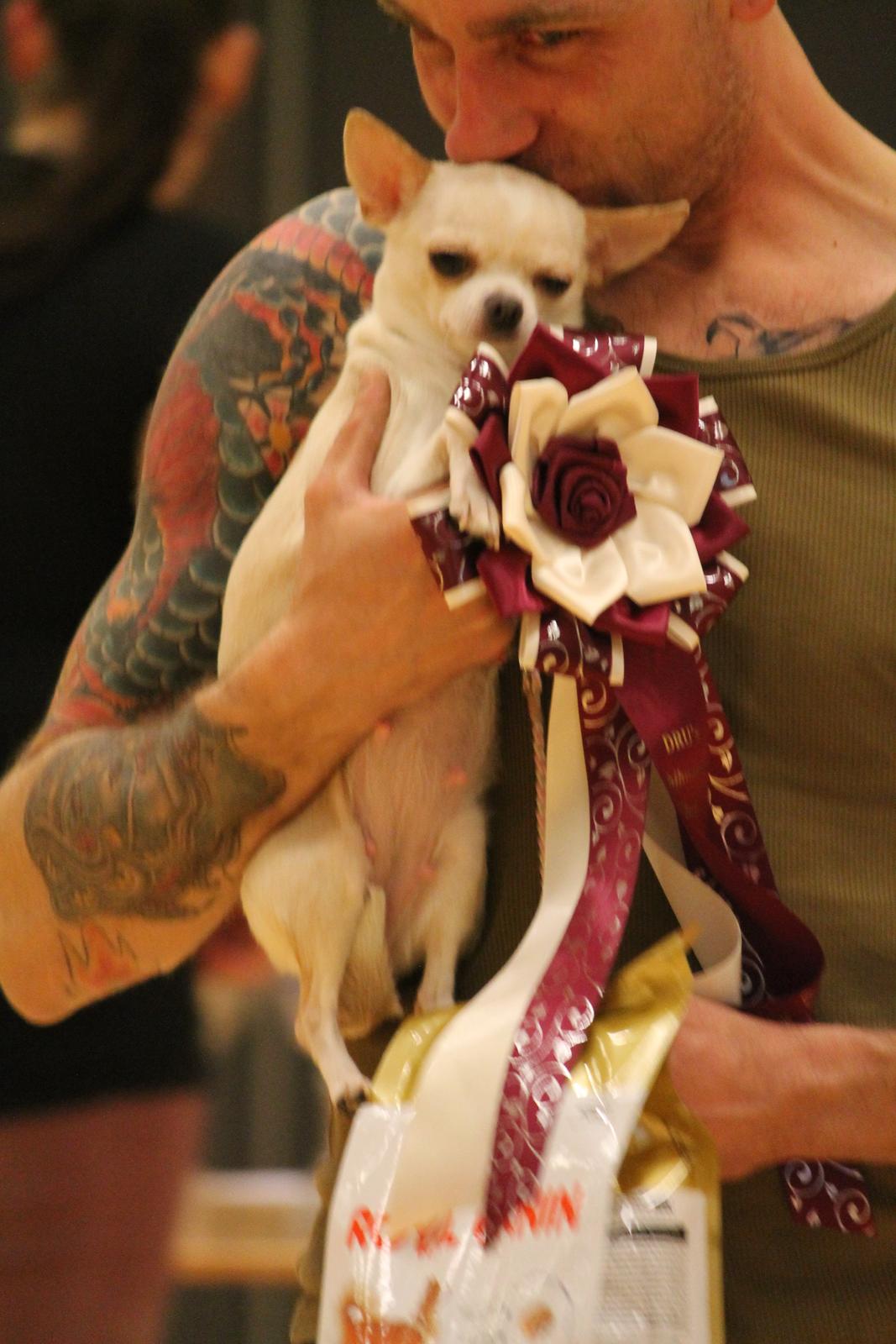 Chihuahua Imperial Luxury Belladonna - Donna - 16/3 2014 - DKCH + bedste KH Chi tæve! :-) billede 5