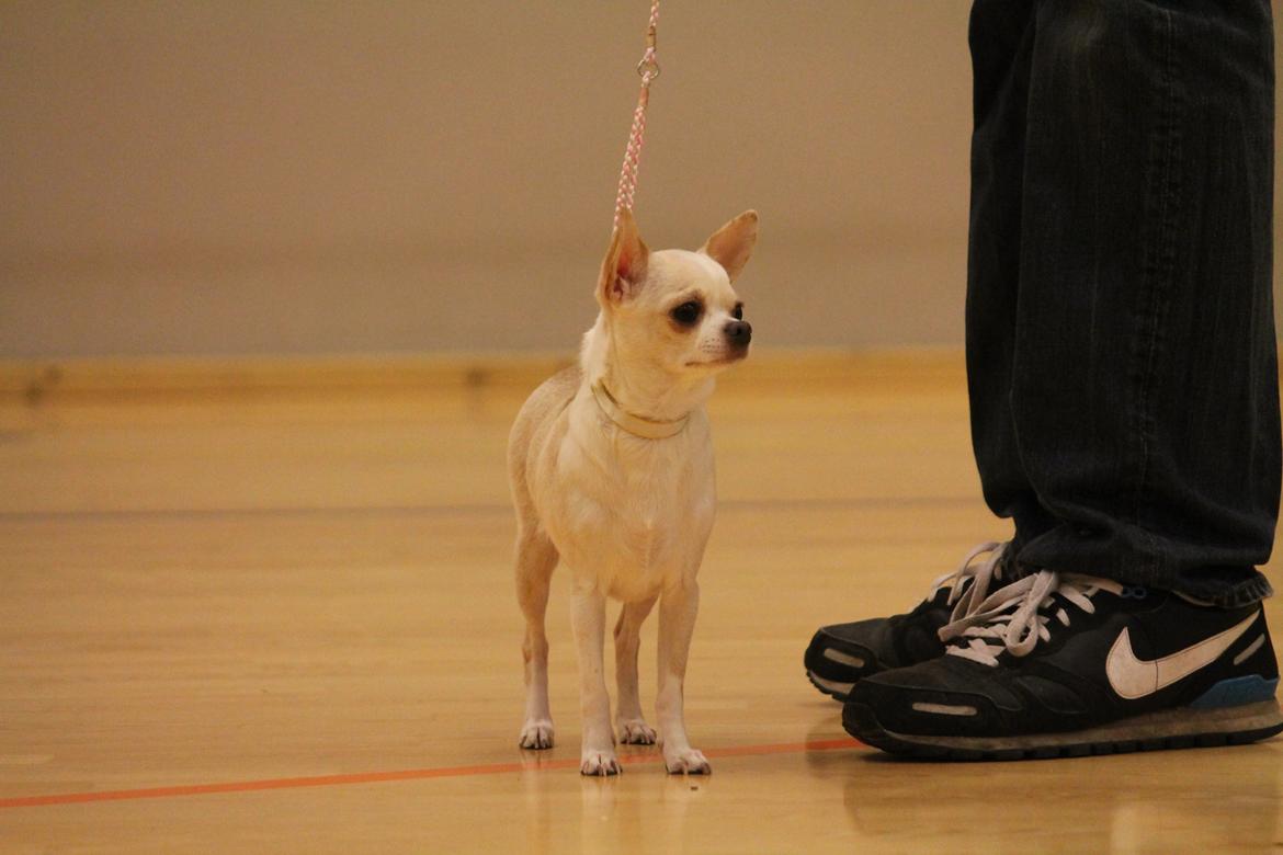 Chihuahua Imperial Luxury Belladonna - Donna - 16 marts 2014 billede 18