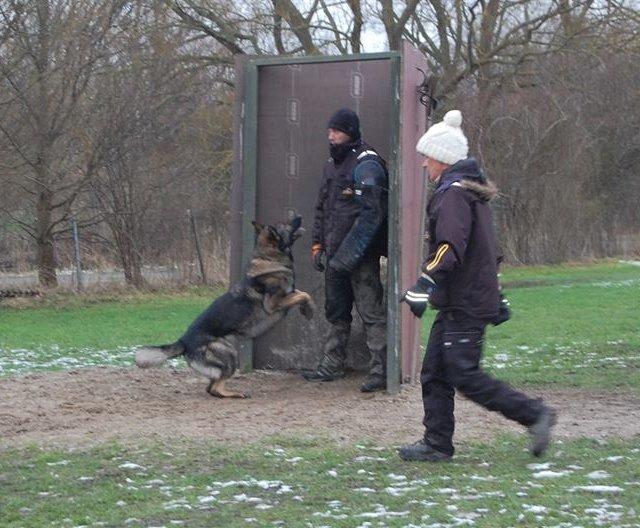 Schæferhund Kochens Jazz billede 17