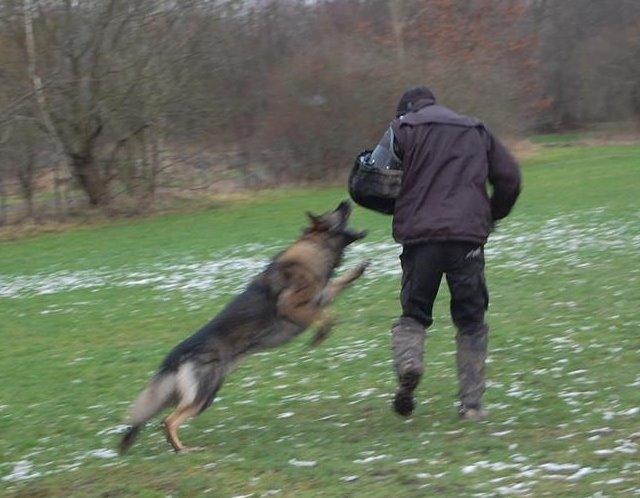 Schæferhund Kochens Jazz billede 19