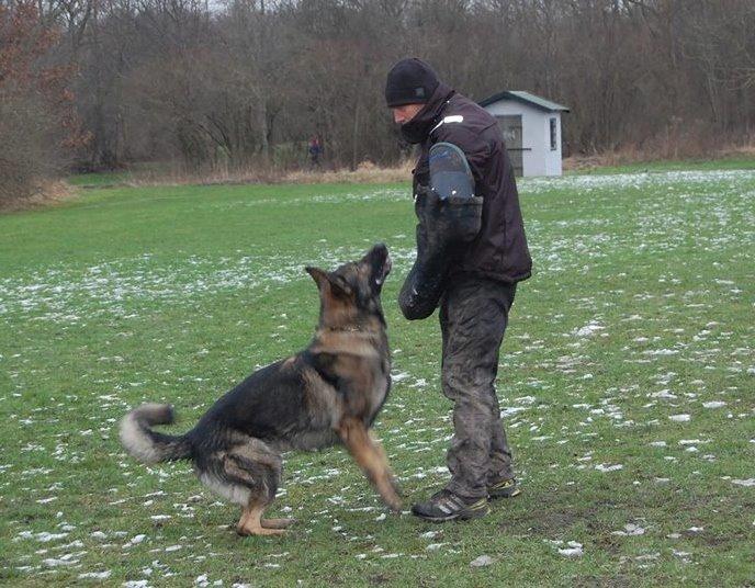 Schæferhund Kochens Jazz billede 20