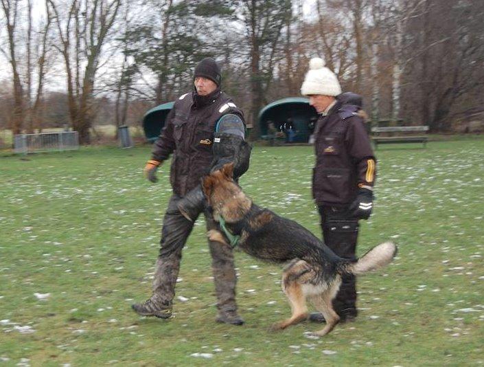 Schæferhund Kochens Jazz billede 21