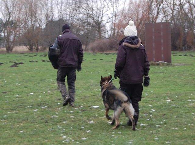 Schæferhund Kochens Jazz billede 22