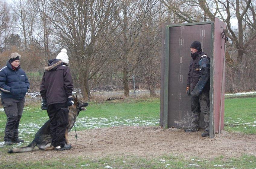 Schæferhund Kochens Jazz billede 18