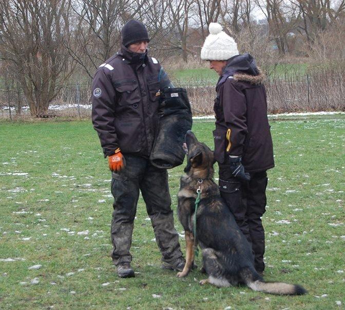 Schæferhund Kochens Jazz billede 23
