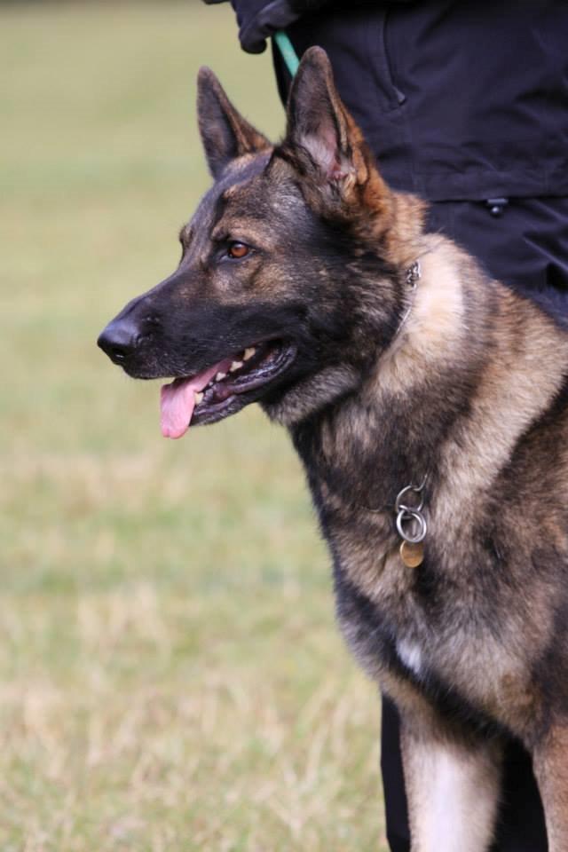 Schæferhund Kochens Jazz billede 25