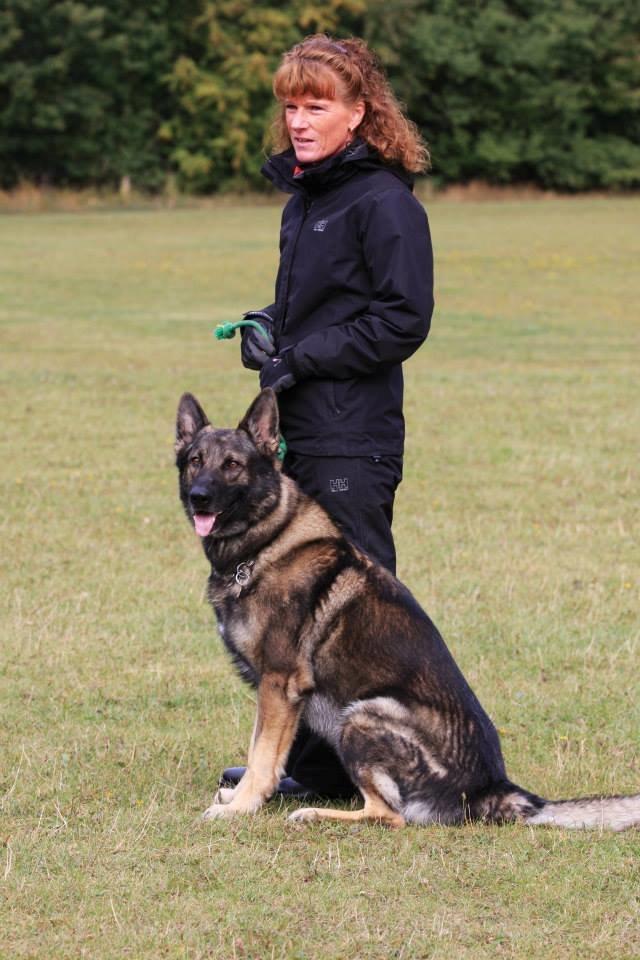Schæferhund Kochens Jazz billede 24