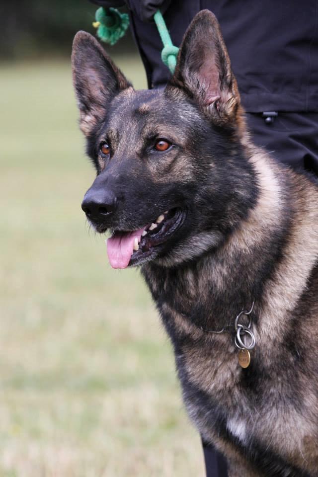 Schæferhund Kochens Jazz billede 26