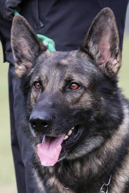 Schæferhund Kochens Jazz billede 27