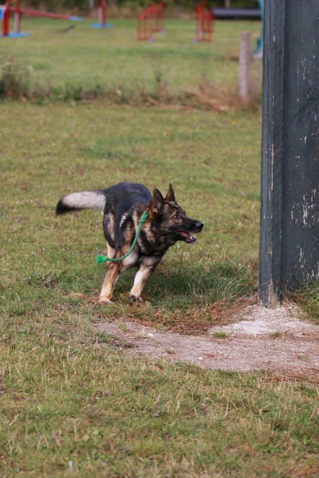 Schæferhund Kochens Jazz billede 29