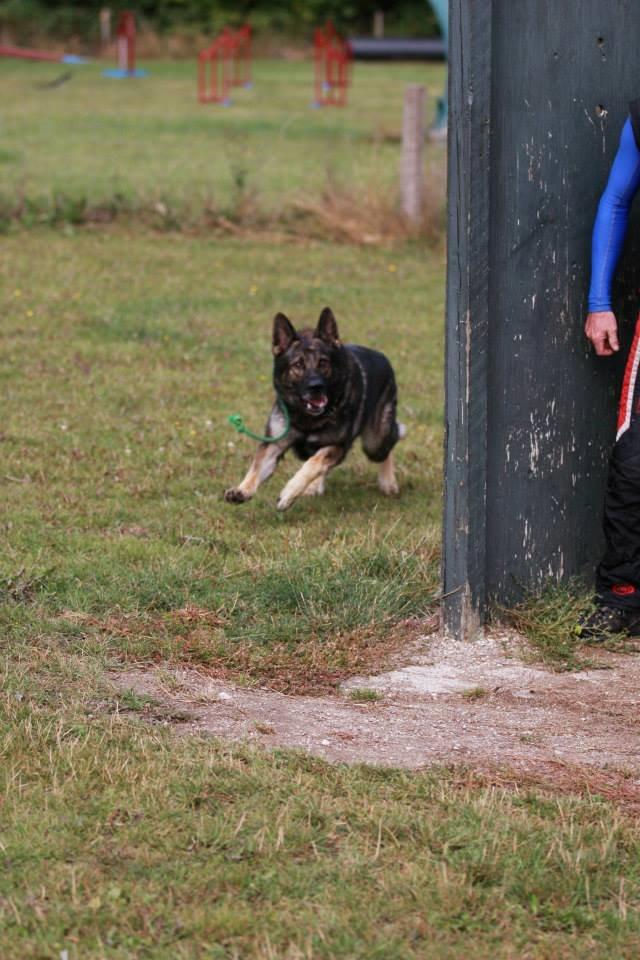 Schæferhund Kochens Jazz billede 28