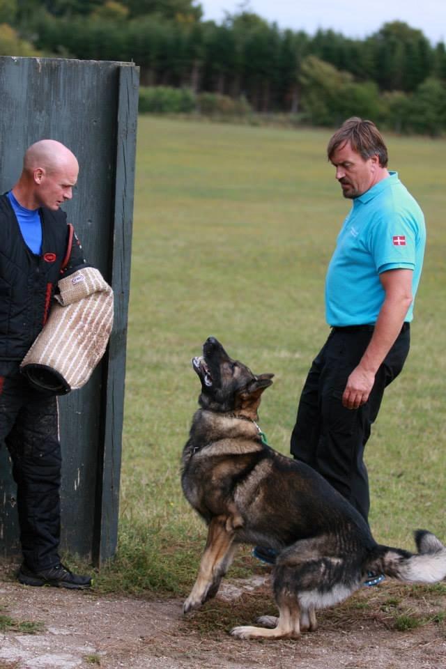 Schæferhund Kochens Jazz billede 30