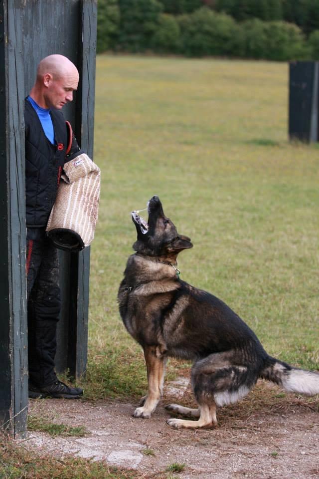 Schæferhund Kochens Jazz billede 32