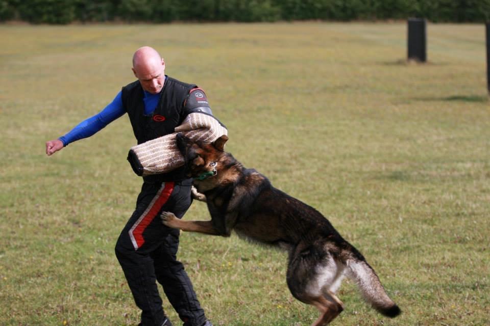 Schæferhund Kochens Jazz billede 34