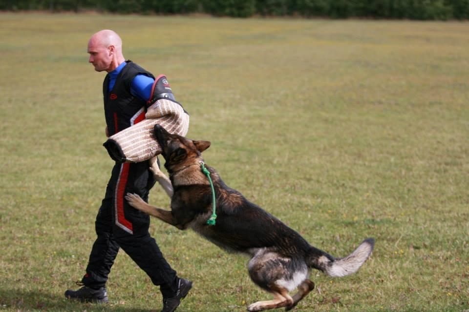 Schæferhund Kochens Jazz billede 35