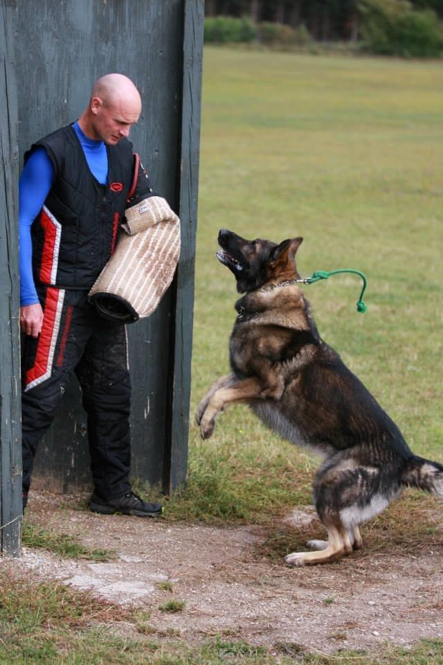 Schæferhund Kochens Jazz billede 31