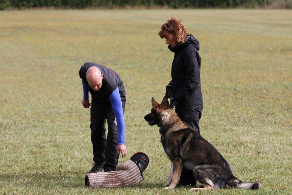 Schæferhund Kochens Jazz billede 36