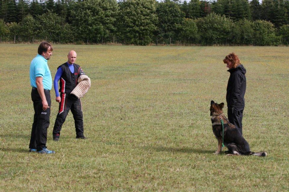 Schæferhund Kochens Jazz billede 37