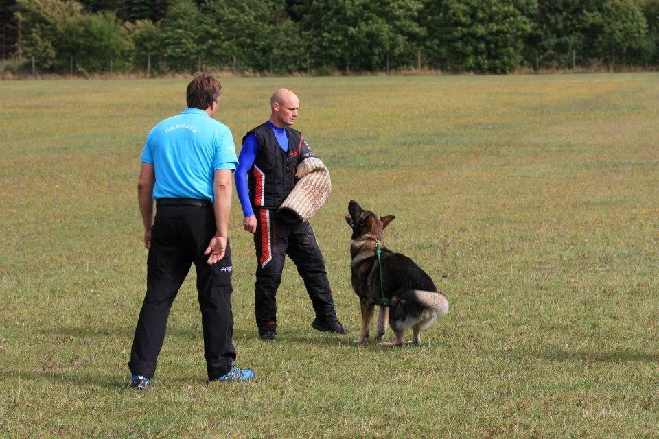 Schæferhund Kochens Jazz billede 38