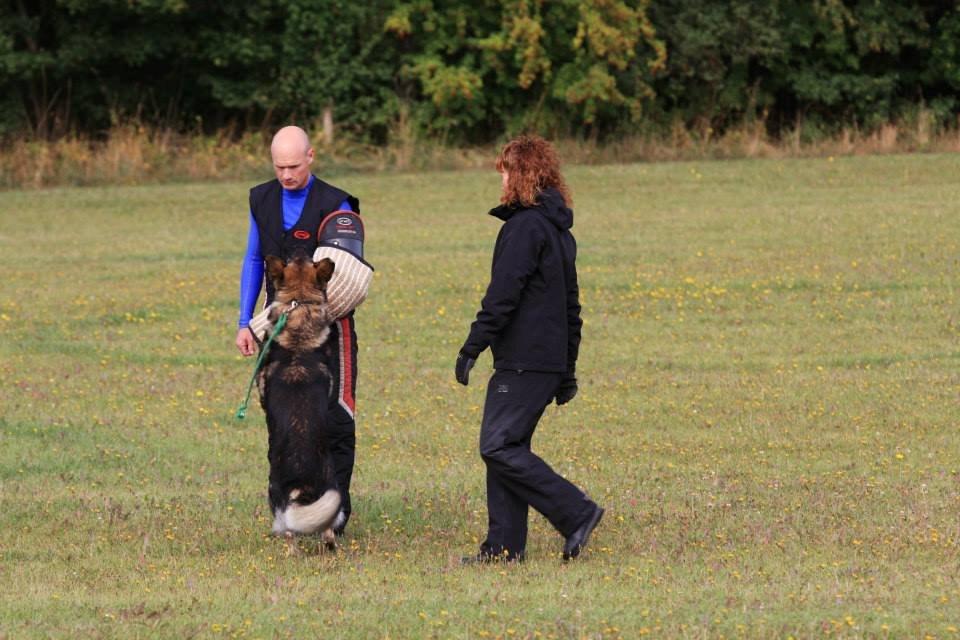 Schæferhund Kochens Jazz billede 39
