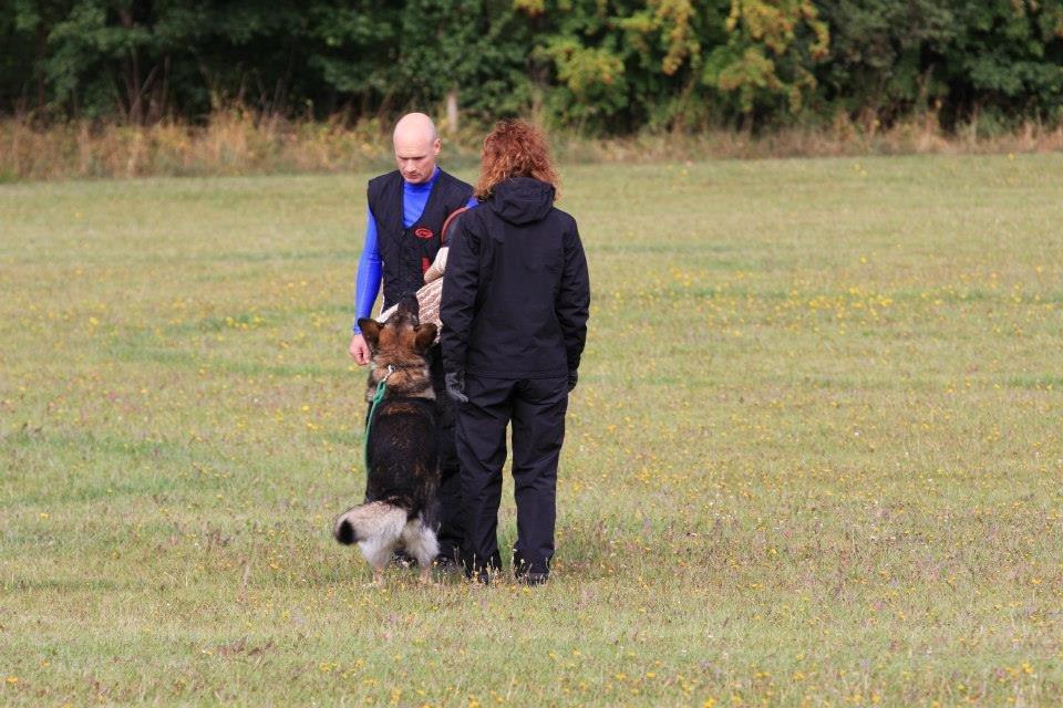 Schæferhund Kochens Jazz billede 40