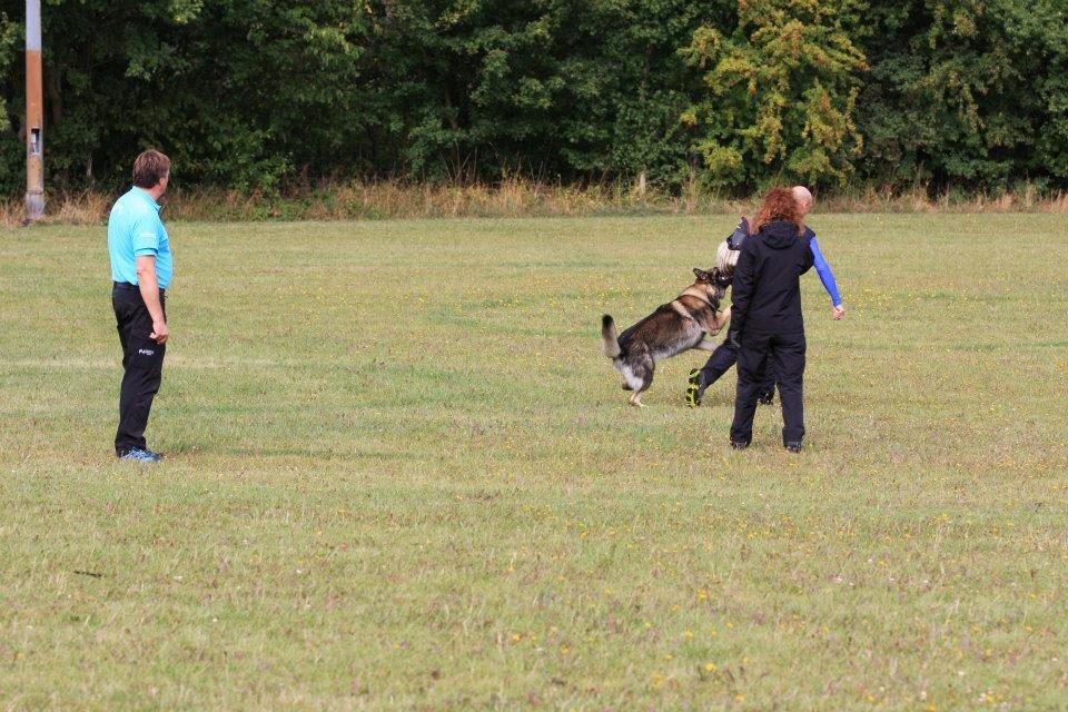 Schæferhund Kochens Jazz billede 41