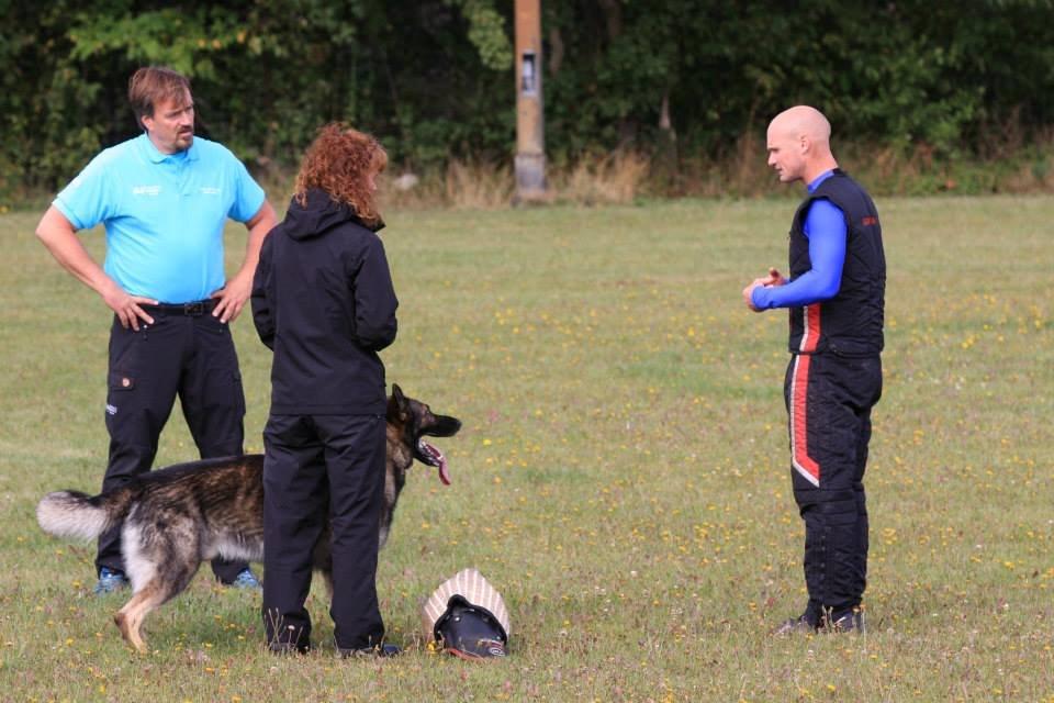 Schæferhund Kochens Jazz billede 42